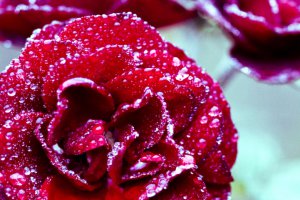 эфирное масло розы Таифа