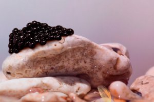 black caviar proteins